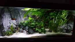 aquarium-von-da-dida-becken-34193-tanganjika-aufgeloest_Becken nach einem Jahr Tropheus mit Cyprichromis