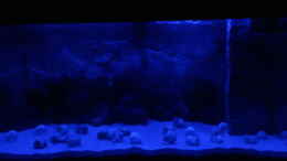 aquarium-von-niro-tanganjika-125_Aquarium bei Mondschein.