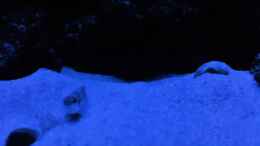 aquarium-von-niro-tanganjika-125_Ein Weibchen vor der Bruthöhle bei Mondlicht