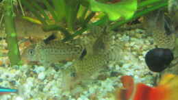 Aquarium einrichten mit Panzerwelse ,....Corydoras Agassizii