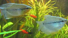 aquarium-von-mofafi-liebhaber-from-sterilistation-back-to-nature_Mosaikfadenfische 5 Stk.