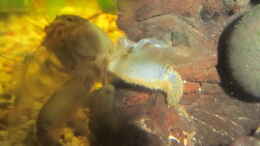 aquarium-von-mofafi-liebhaber-from-sterilistation-back-to-nature_Blaue Gabun Monsterfächergarnele 10 cm