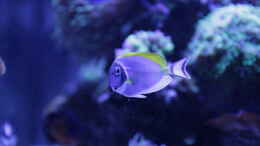 aquarium-von-hippi013-meerwasseraquarium_