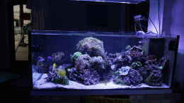 aquarium-von-hippi013-meerwasseraquarium_