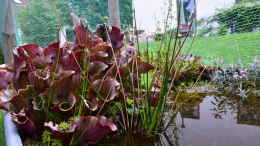 Aquarium einrichten mit Sarracenia purpurea