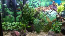 aquarium-von-herkla-little-amazonien-in-bovenden-aufgeloest_rechte Seite, Microsorum pteropus auf Kokoshöhle und Stein