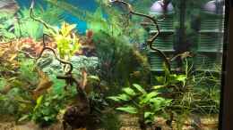 aquarium-von-herkla-little-amazonien-in-bovenden-aufgeloest_linke Seite neuer Fingerwood mit Micosorum pteropus trident