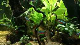 aquarium-von-herkla-little-amazonien-in-bovenden-aufgeloest_02.05.2020 linksseitig Fingerwood mit Riccardia chamedryfoli