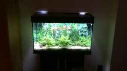 aquarium-von-herkla-little-amazonien-in-bovenden-aufgeloest_Das Aquarium an seinem neuen Ort im Wohnzimmer 