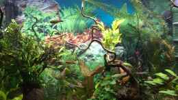 aquarium-von-herkla-little-amazonien-in-bovenden-aufgeloest_Mitte, neuer Fingerwood mit Microsorum pteropus