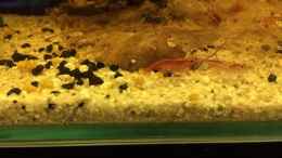 aquarium-von-helga-kury-red-fire-garnelen-aufgeloest---becken-34226_Ein trächtiges Weibchen...