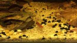 aquarium-von-helga-kury-red-fire-garnelen-aufgeloest---becken-34226_Die Garnelen sind knall-rot...
