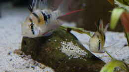 aquarium-von-ravaka-halbwildes-volk-im-wurzeldickicht_Mikrogeophagus sp. Zweifleck F1 aus dem Rio Guapore