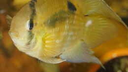 Aquarium einrichten mit Maroni-Buntbarsch (Cleithracara maronii) F1