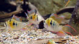 aquarium-von-ravaka-halbwildes-volk-im-wurzeldickicht_Mikrogeophagus sp. Zweifleck F1 aus dem Rio Guapore