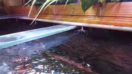 aquarium-von-suedamerika-aquanaut-amazonas-klarwasser-biotop_Meine kleine Regenanlage 