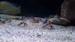aquarium-von-suedamerika-aquanaut-amazonas-klarwasser-biotop_Corydoras davidsandi 