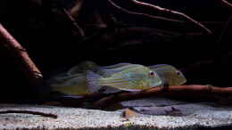 aquarium-von-suedamerika-aquanaut-amazonas-klarwasser-biotop_Geophagus Abalios 