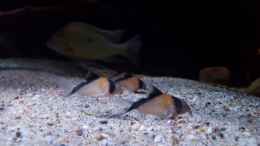 Aquarium einrichten mit Corydoras davidsandi 