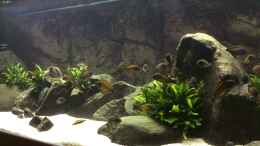 aquarium-von-elanco72-east-of-africa_... nach der überstandenen Bakterienblüte ...