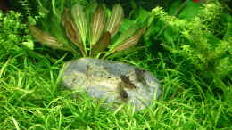 aquarium-von-gruenhexe-becken-34244--ehemaliges-diskusbecken--_Corydoras elegans nanus