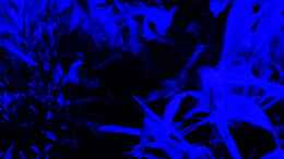 aquarium-von-reiner-dr--med--jesse-becken-34265_Der Amazonas träumt im Mondlicht