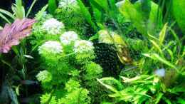 Aquarium einrichten mit Auf Limnophila sessiliflora und Sumatrafarn keine