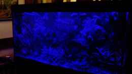 aquarium-von-reiner-dr--med--jesse-becken-34265_Moonriver Panoramasicht 10.03.2018