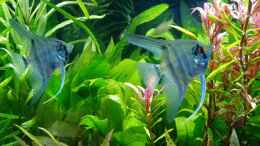 aquarium-von-reiner-dr--med--jesse-becken-34265_Pterophyllum scalare - ein Paar hat sich gefunden - 23.03.20