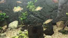 aquarium-von-helga-kury-paracyprichromis-und-neolamprologus---aufgeloest_Gemischte Gesellschaft, mit viel Nachwuchs...