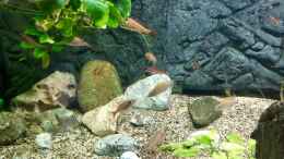 aquarium-von-helga-kury-paracyprichromis-und-neolamprologus---aufgeloest_Paracyprichromis nigripinnis und Neolamprologus caudopunctat