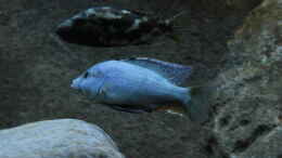 Aquarium einrichten mit Nimbochromis livingstonii 
