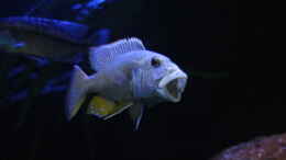 aquarium-von-lukas-meierjohann-2900l-malawi-raeuberbecken_Aristochromis christyi 