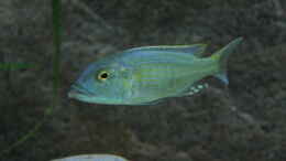 Foto mit Buccochromis Lepturus 
