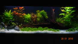 aquarium-von-aqua-josh-mystic-river_Tag 21: Pflanzen wachsen prächtig. Verschiedene Garnelen wu