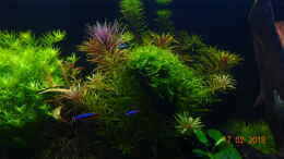 Aquarium einrichten mit Links: Grüne Rotala, Mitte: Limnophila Aromatica