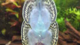 Aquarium einrichten mit Pracht-Flossensauger (Sewellia lineolata)