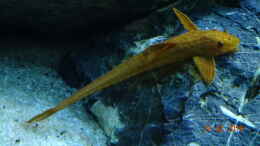 aquarium-von-aqua-josh-mystic-river_Roter Hexenwels (Rineloricaria fallax)