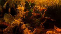 aquarium-von-fischgarage-betta-brownorum_Becken für Betta brownorum