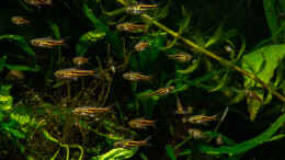aquarium-von-fischgarage-jungle---trigonostigma-somphongsi-und-betta_Gruppe von Trigonostigma somphongsi