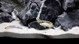 aquarium-von-mbunatowers-mbuna-towers_Labidochromis sp. Perlmutt