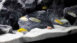 aquarium-von-mbunatowers-mbuna-towers_Labidochromis sp. Perlmutt und Labidochromis Caeruleus