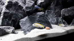 aquarium-von-mbunatowers-mbuna-towers_Labidochromis sp. Perlmutt und Melanochromis Cyaneorhabdos