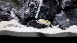Aquarium einrichten mit Labidochromis sp. Perlmutt