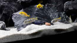 Foto mit Labidochromis sp. Perlmutt, Labisochromis Caeruleus und Melanochromis