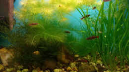 aquarium-von-roland-saager-china---gebirgsbach-am-wu-tong-mountain_Aquarium im Januar 2020