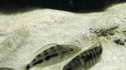 aquarium-von-tom-non-mbunas-aufzuchtstation_Fossorochromis rostratus und Sciaenochromis njassae