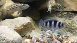 aquarium-von-crenii-becken-34391_Tretocephalus und Lepidolamprologus