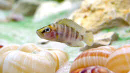 aquarium-von-rhauk-becken-3452_Altolamprologus calvus
