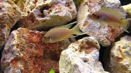 aquarium-von-michael-leist-becken-3461_Neolamprologus Brichardi 